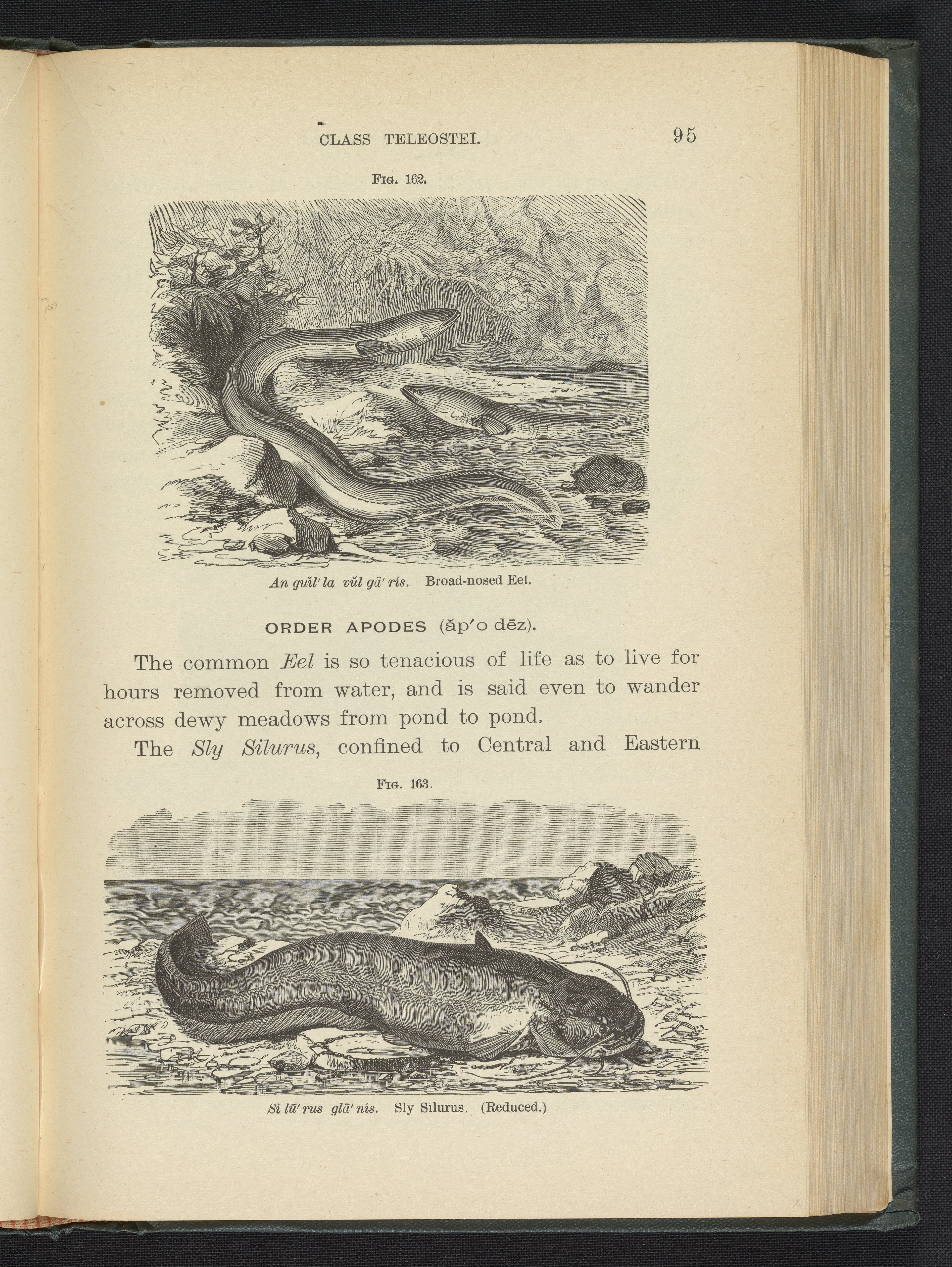 Figure 162 Broad Nosed Eel Figure 163 Sly Silurus Science History Institute Digital Collections