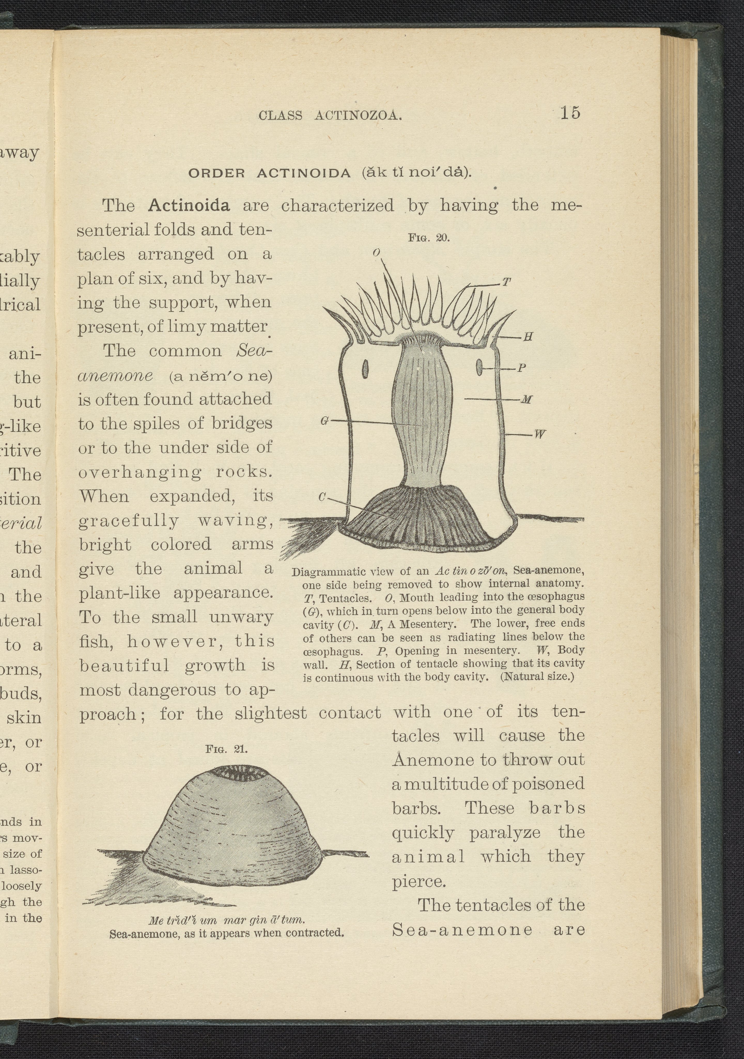 sea anemone anatomy