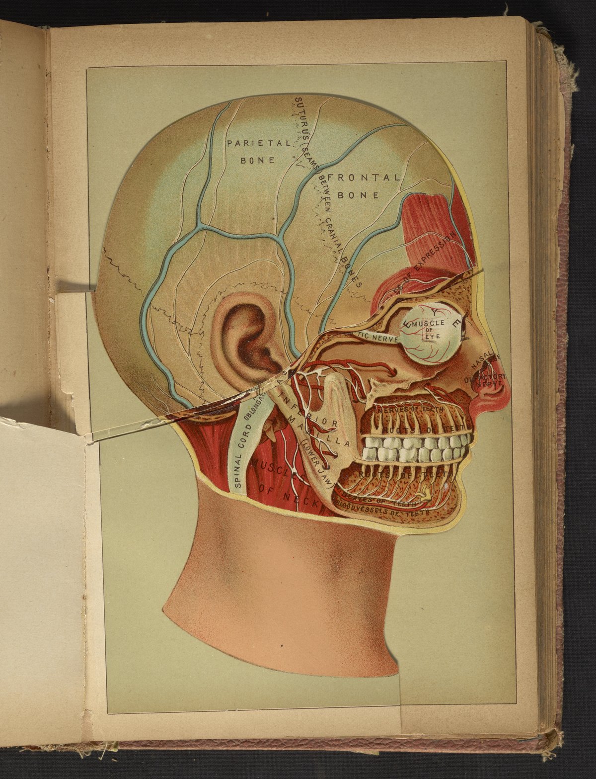 Brain and skull anatomy, illustration - Stock Image - C038/4321 - Science  Photo Library