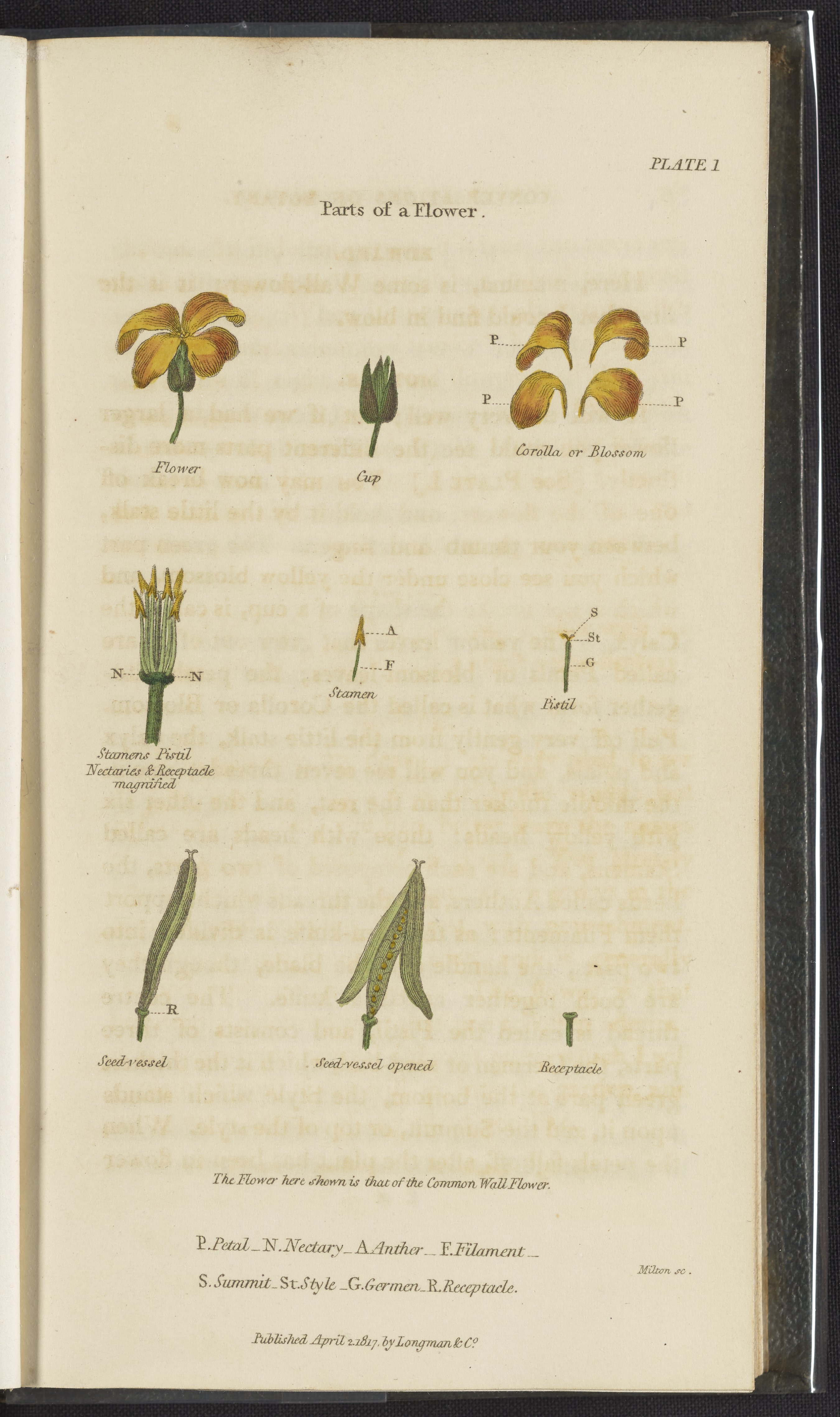 Plate 1: Parts of a Flower - Science History Institute Digital Collections