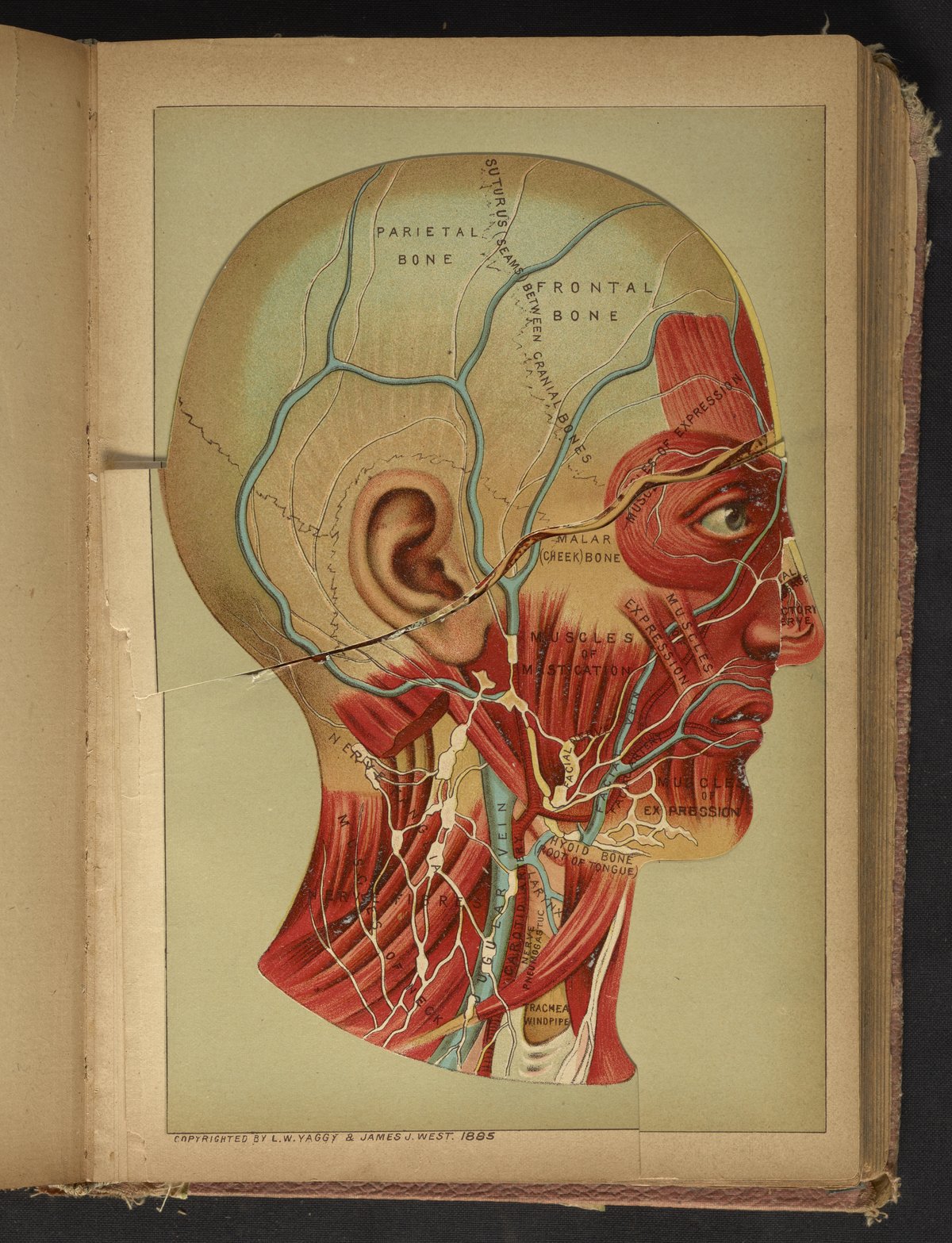 human head anatomy for artists