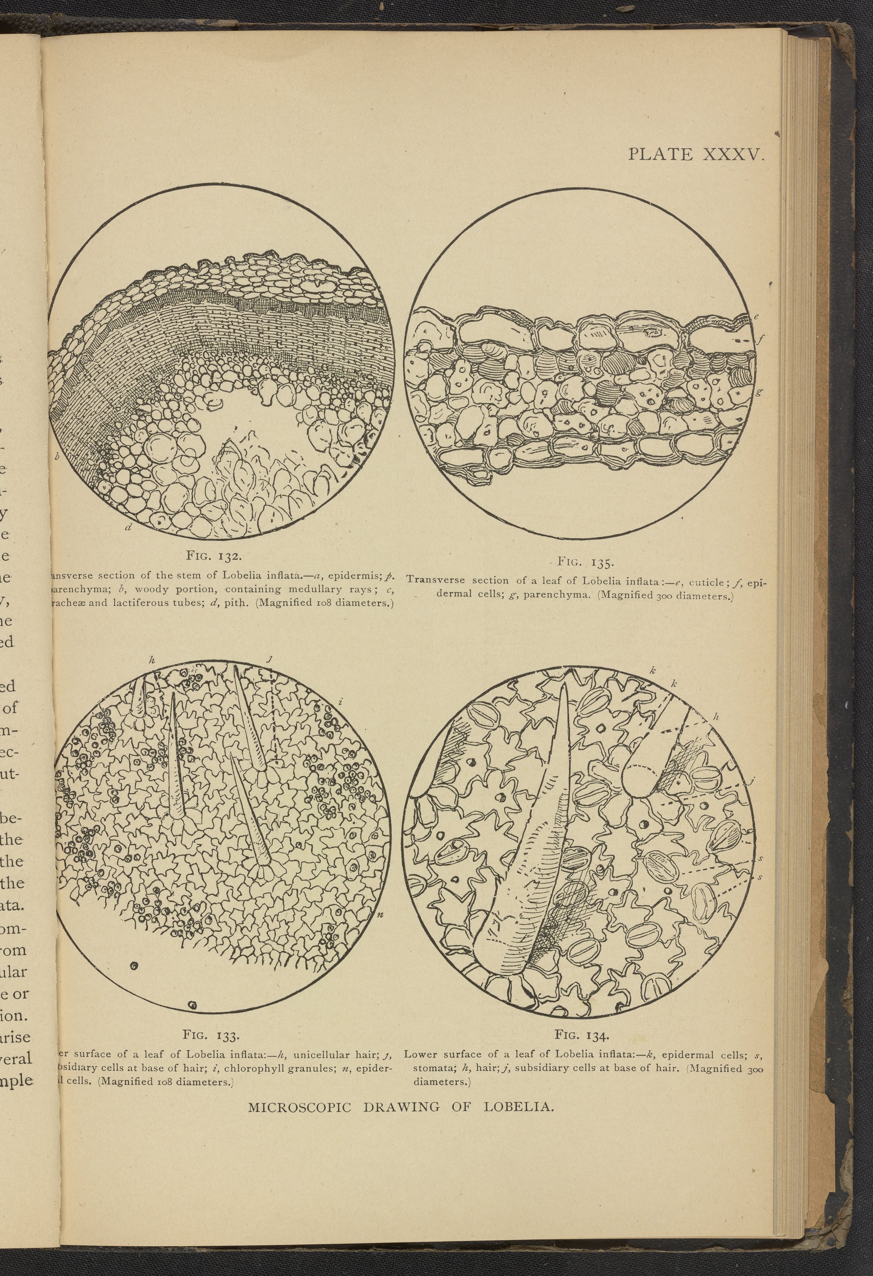 Plate XXXV: Microscopic drawing of Lobelia - Science History Institute  Digital Collections