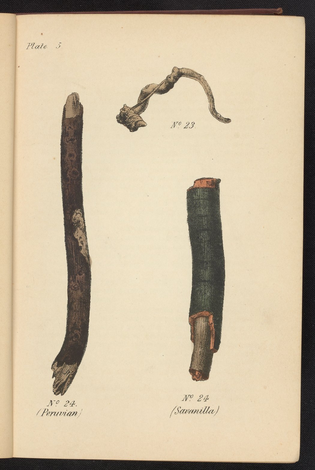 Plate 5: Medicinal roots from the family Polygalaceae