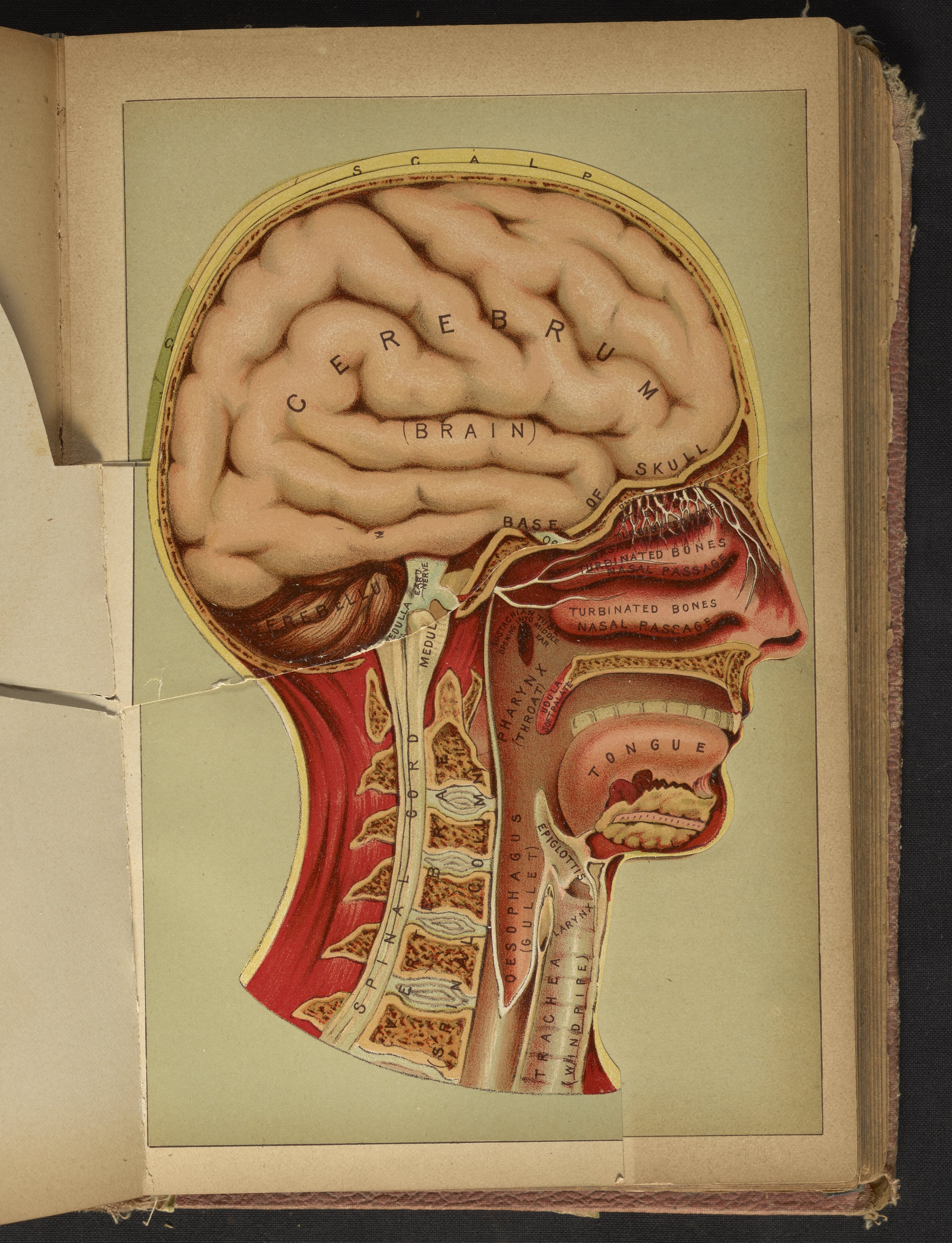 human head anatomy model