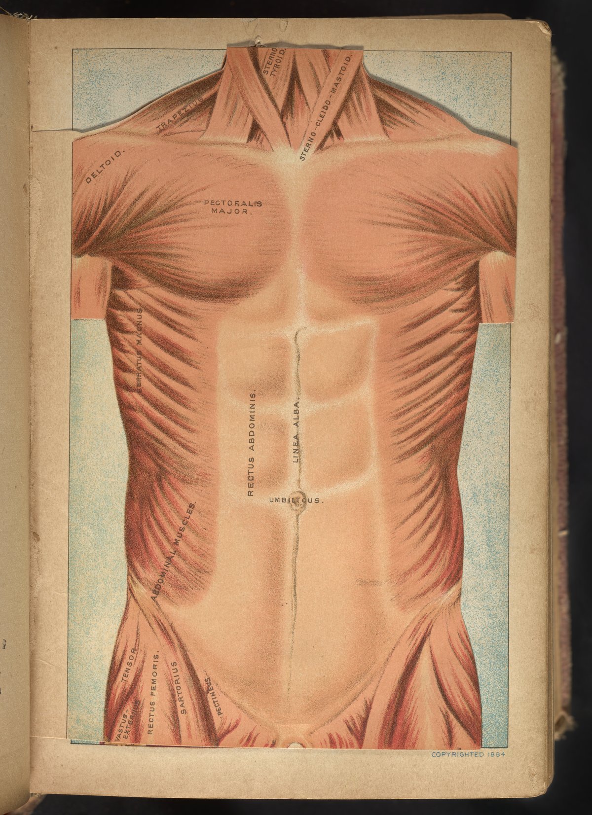 Three-dimensional anatomical diagram of chest and abdomen - Science History  Institute Digital Collections