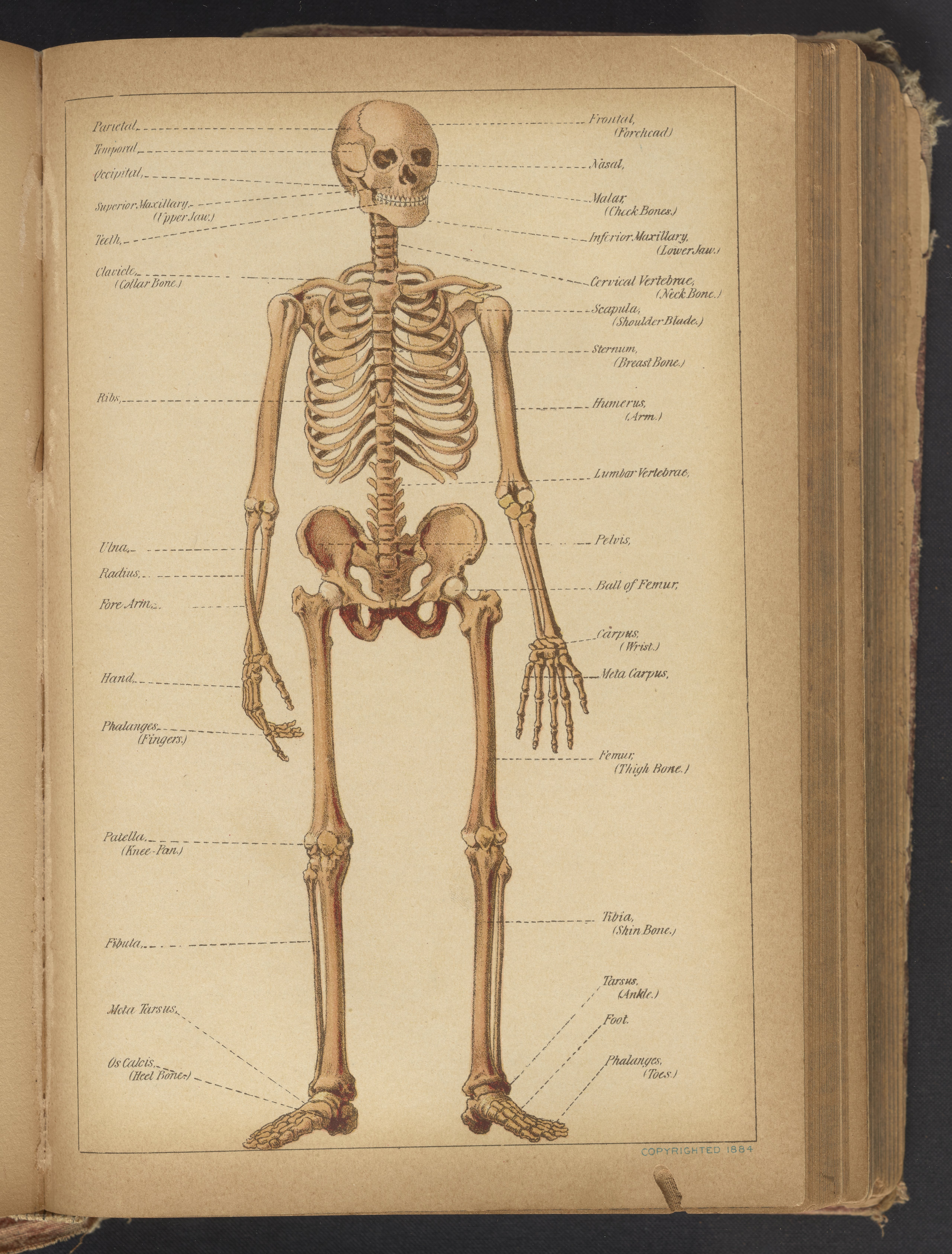 anatomical skeleton diagram