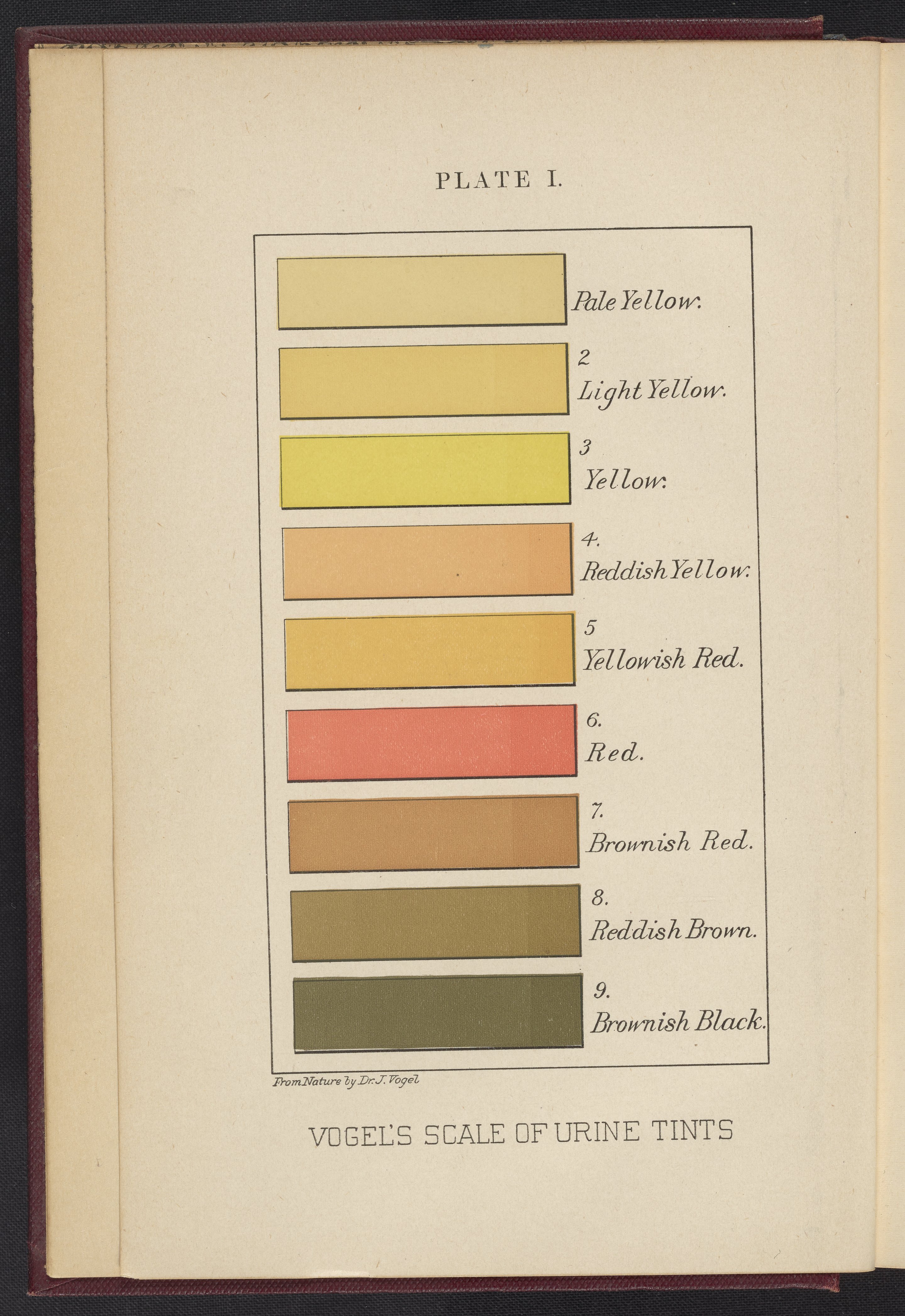 Plate I: Vogel's of Urine Tints - History Institute Digital Collections