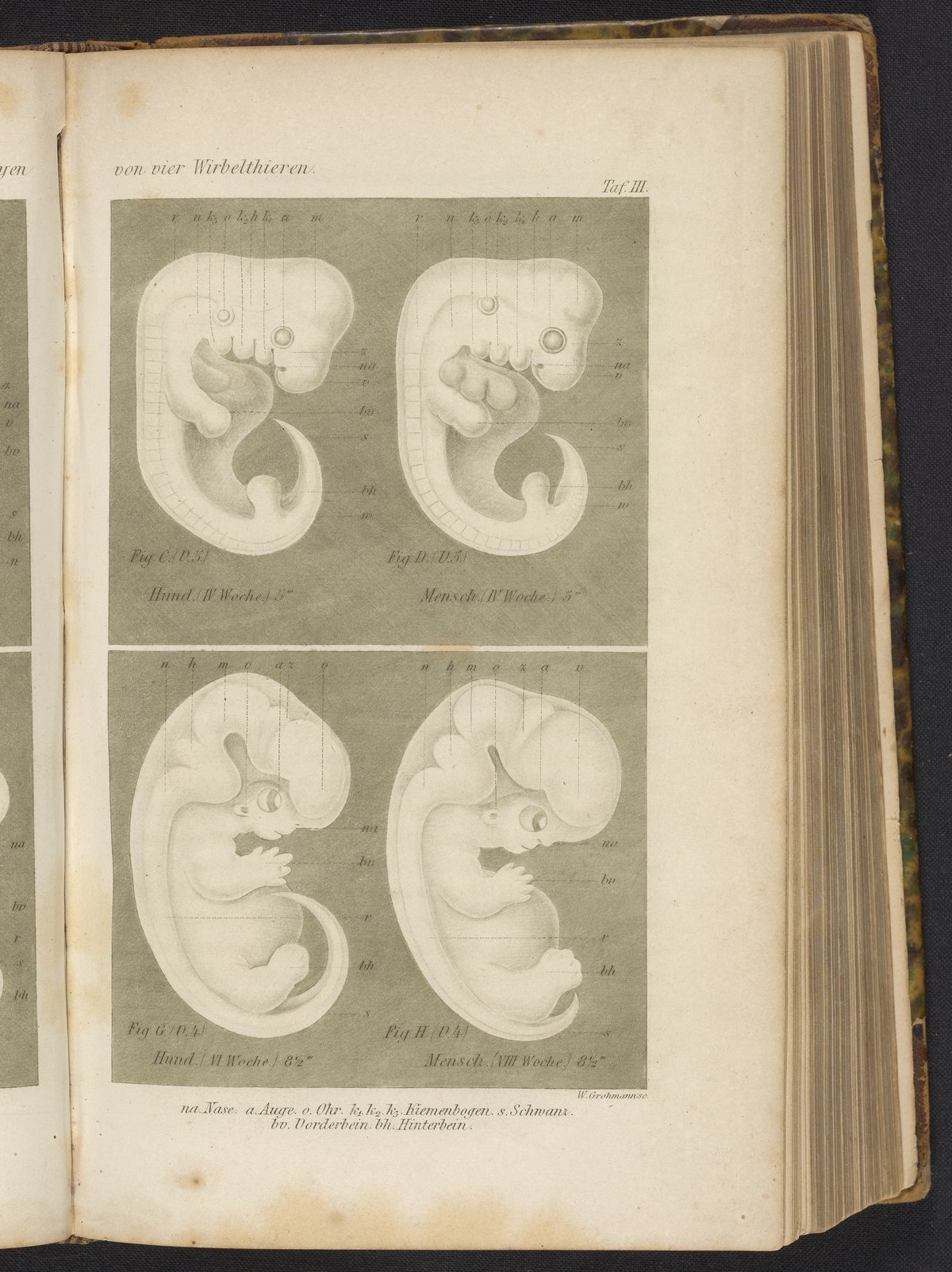 dog embryo stages