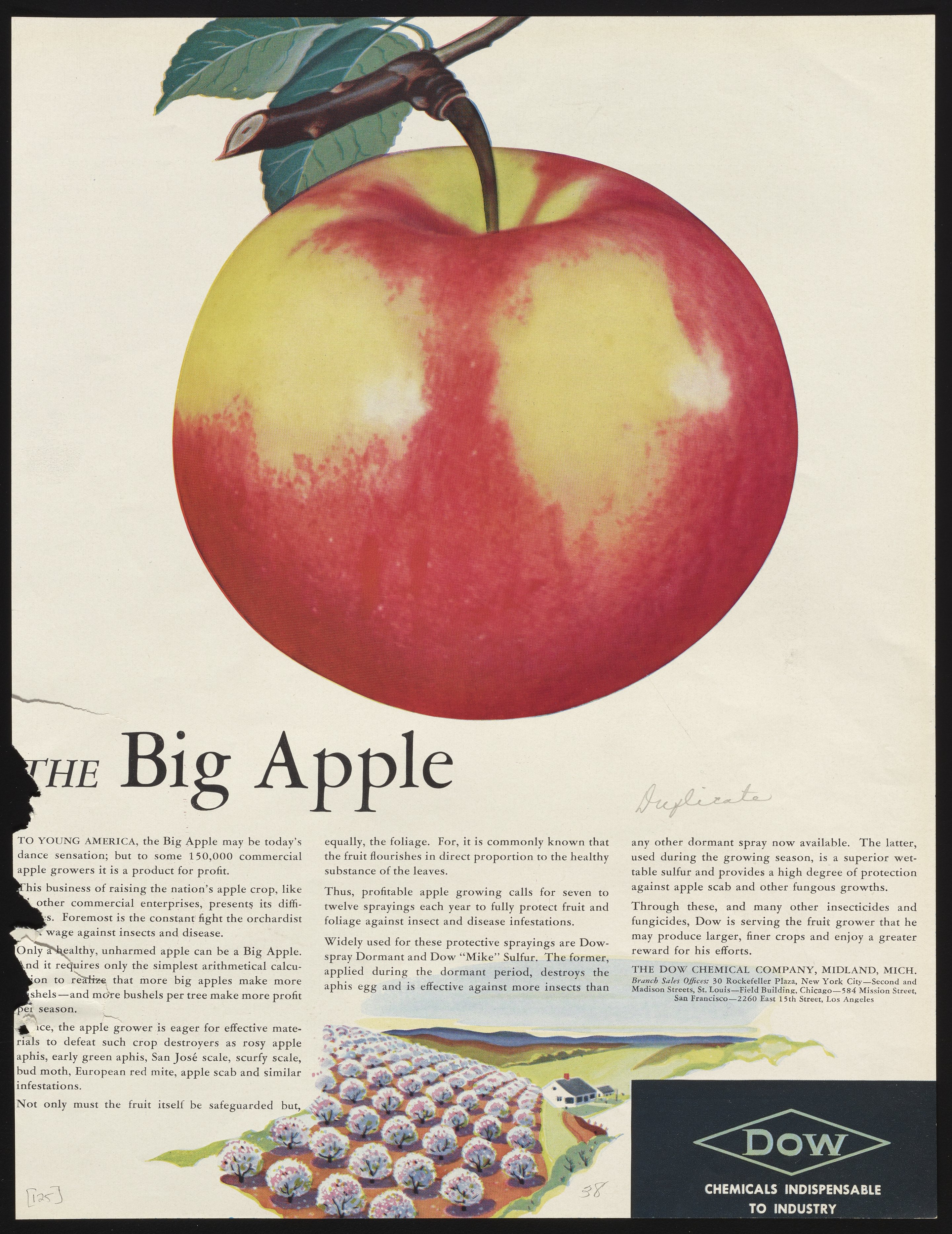 The Big Apple - Science History Institute Digital Collections