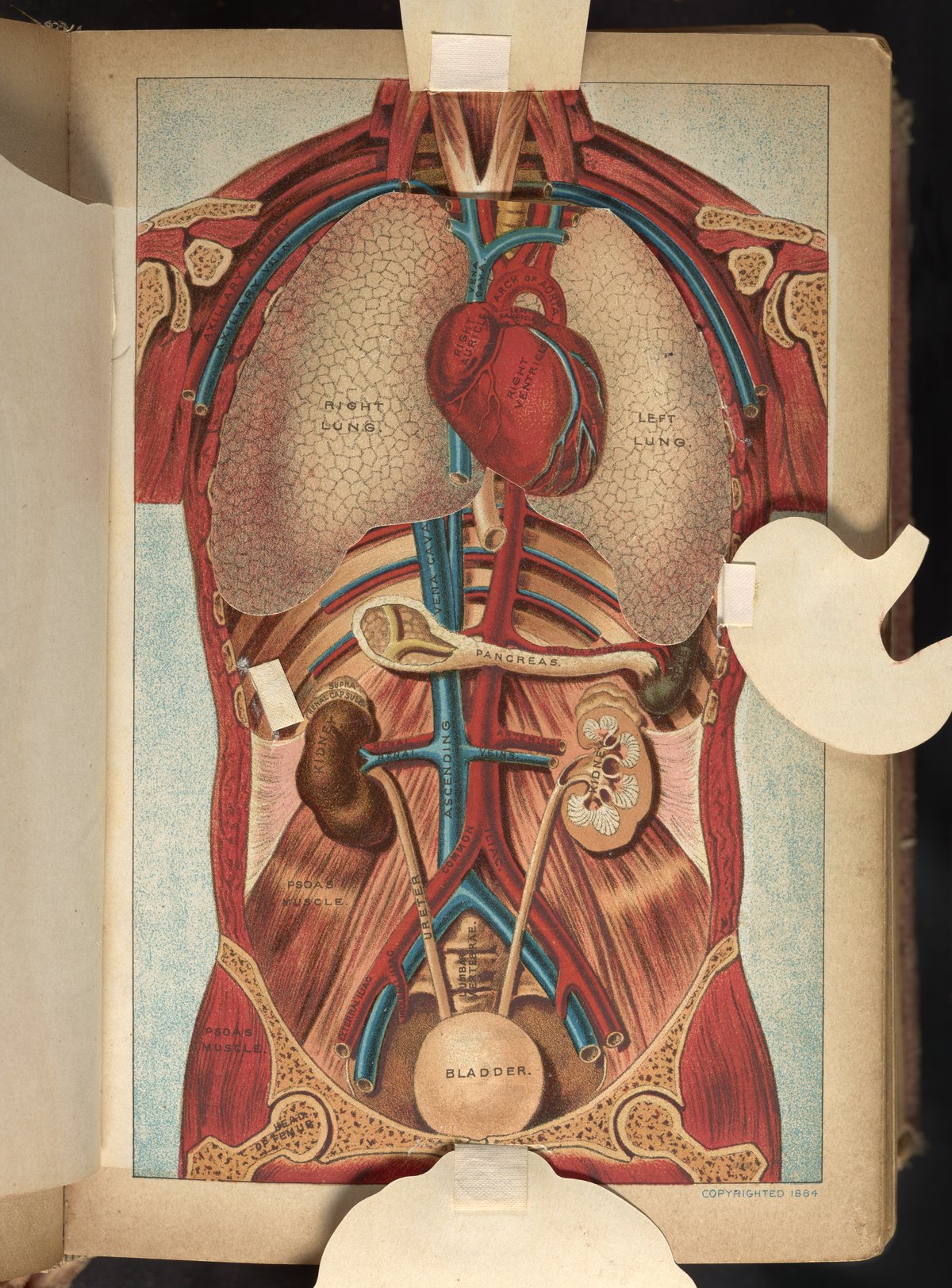 Three-dimensional anatomical diagram of chest and abdomen - Science History  Institute Digital Collections